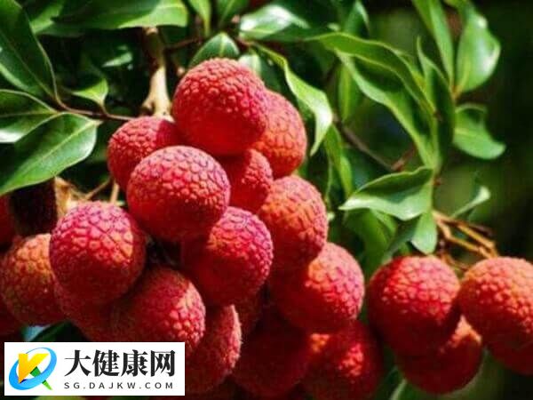 试管移植过量吃荔枝有没有影响